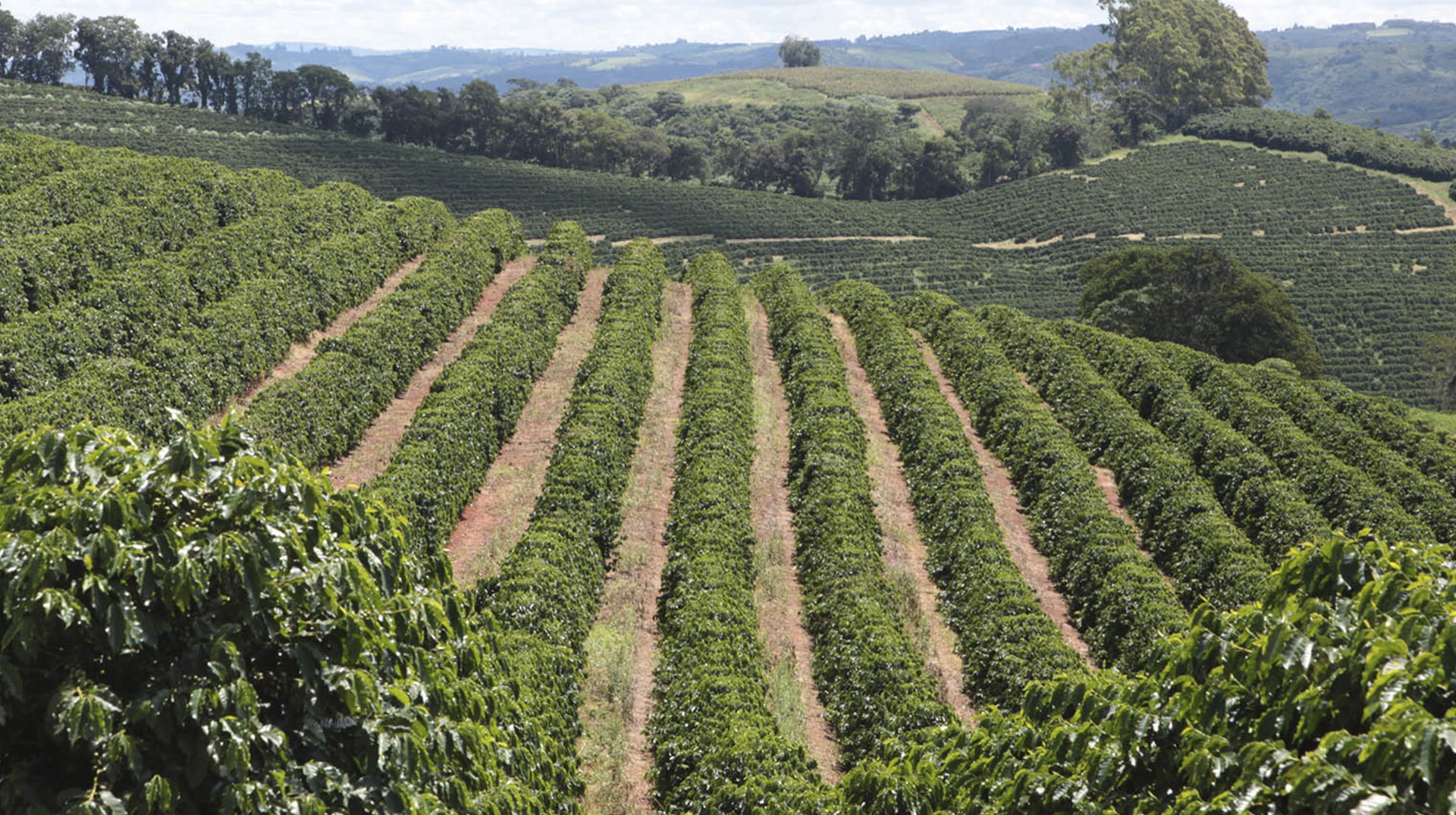 Monte Alto Coffees